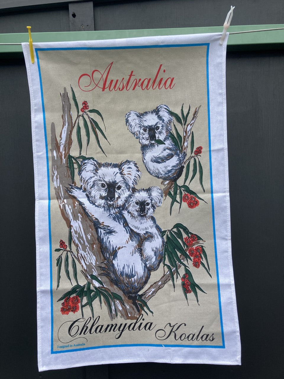 Chlamydia Koalas